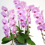 orchid_3pink