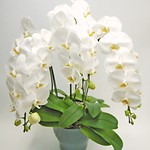 orchid_3white