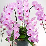 orchid_5pink